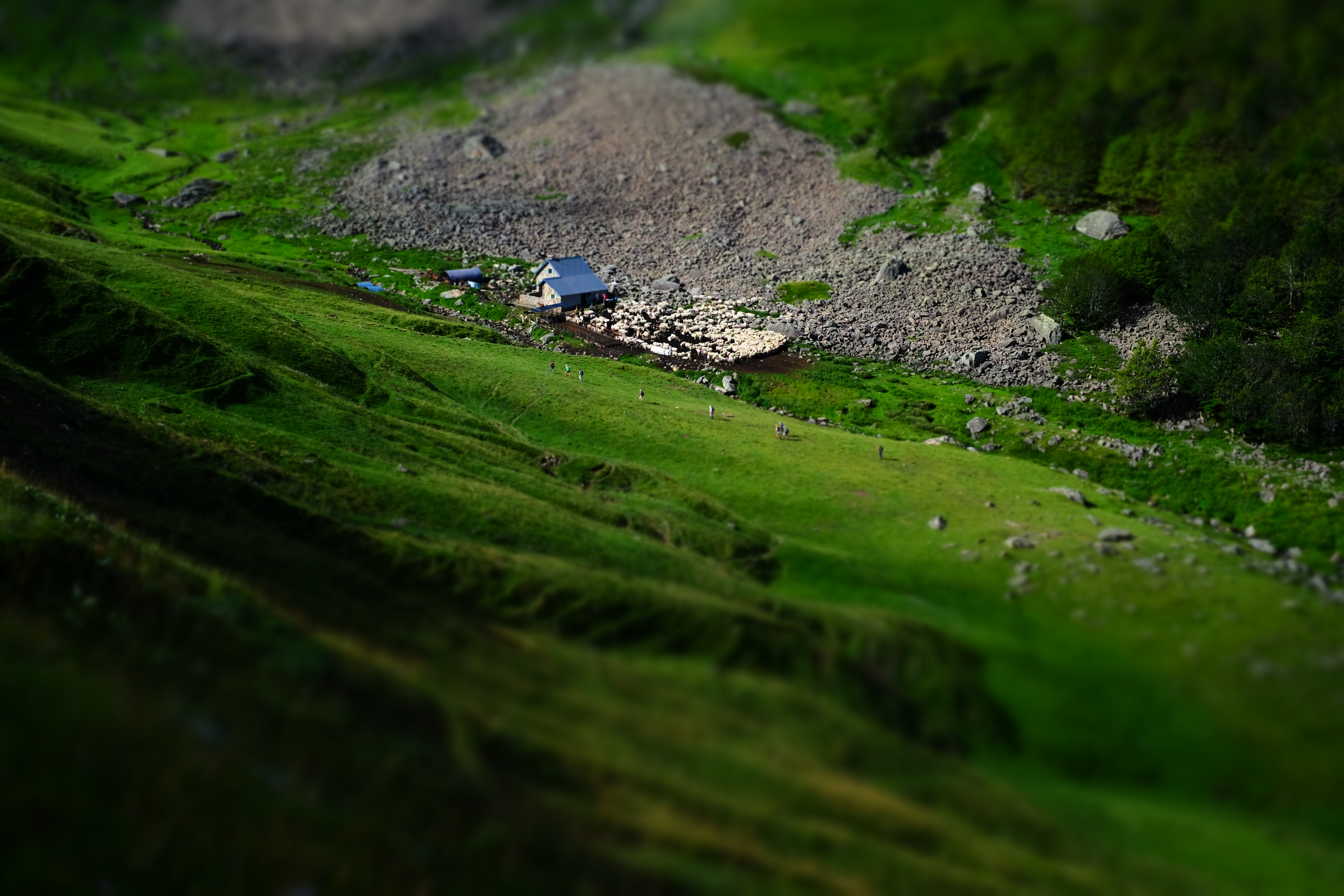 sheeps